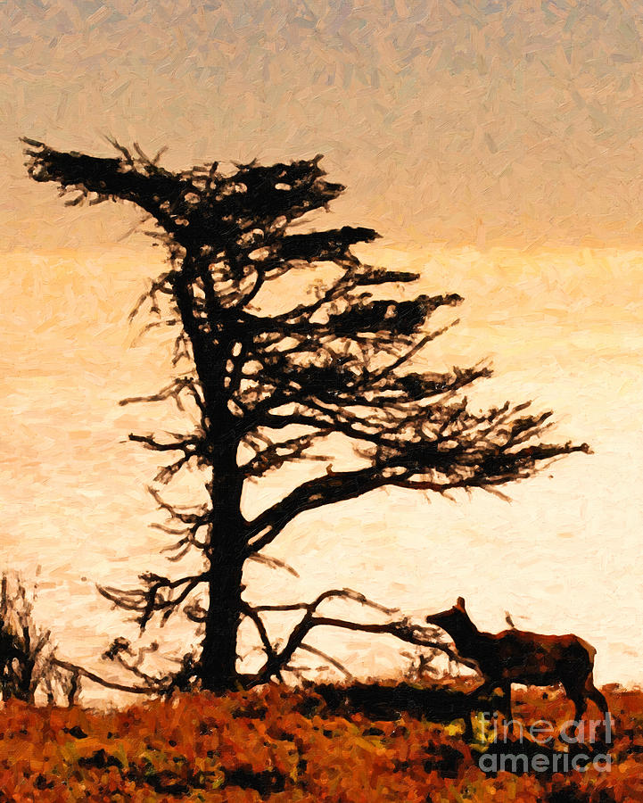 Animal Photograph - Lone Elk of Tomales Bay - Photoart by Wingsdomain Art and Photography