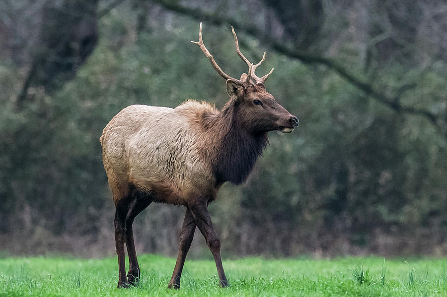 Lone Elk Photograph by Paul Freidlund