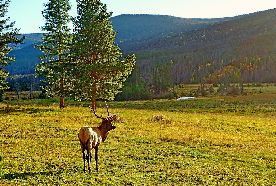 Lone Elk Photograph by Robert Meyers-Lussier