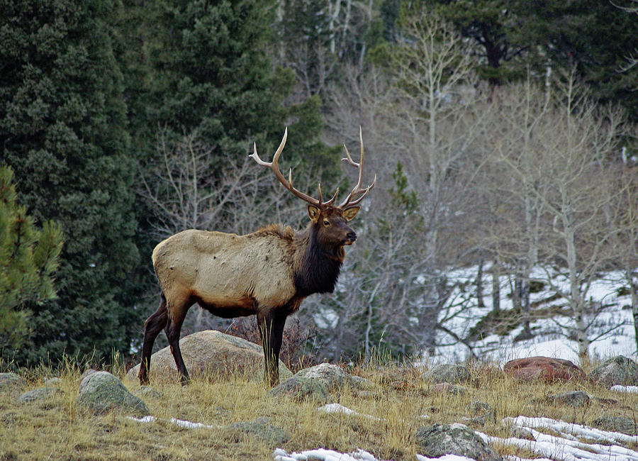 Lone Elk Photograph by Vicki Reinke | Fine Art America