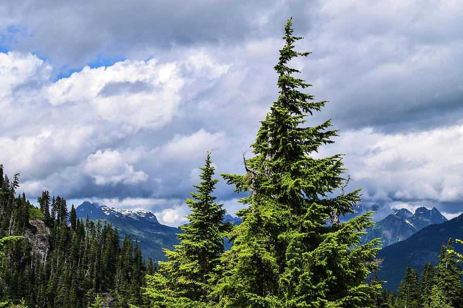 Lone Fir with Clouds Photograph by Tom Cochran