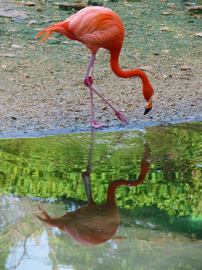 Lone Flamingo Photograph by Vijay Sharon Govender