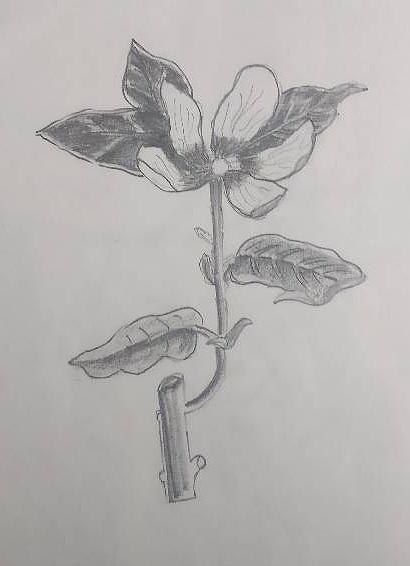 Lone Flora Drawing by Adarsh Vijay - Fine Art America