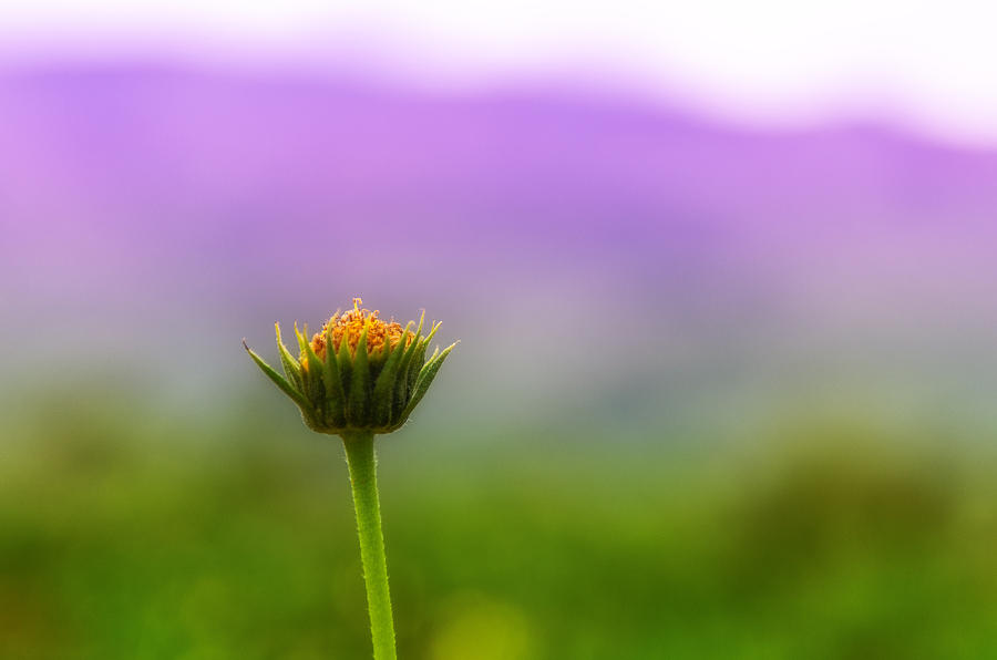 Lone Flower in High Desert Mountains with Wide Aperture and Bokeh Photograph by Brian Ball