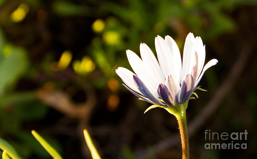 Lone Flower Photograph by Kelly Holm