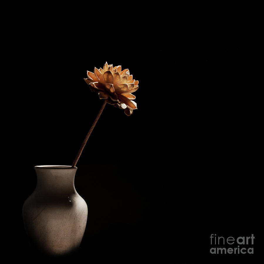 Lone Flower Photograph by Michael James