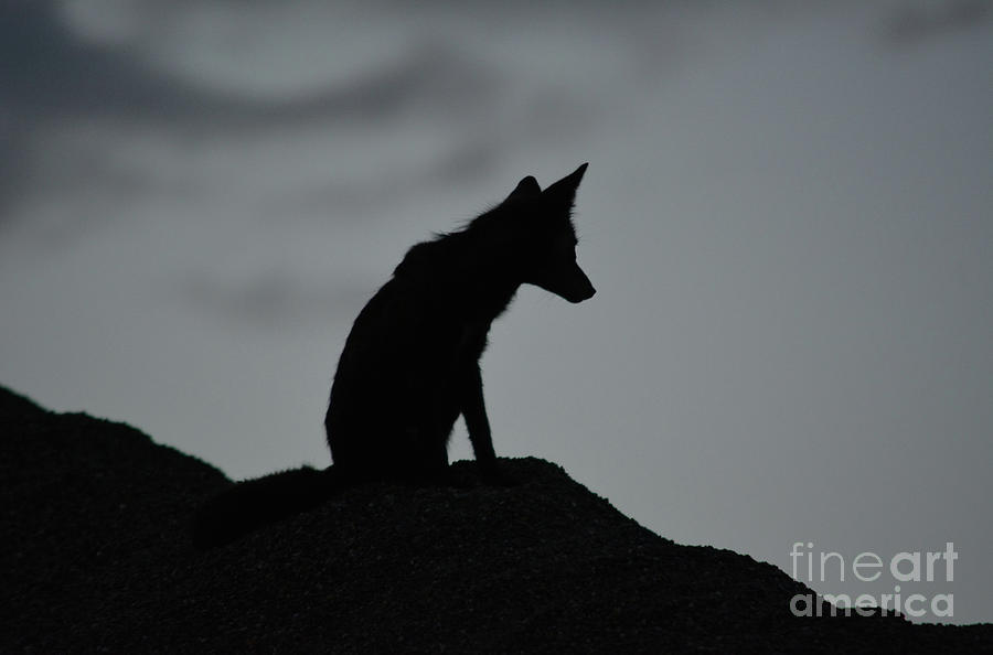 Lone Fox Photograph by Vivian Martin