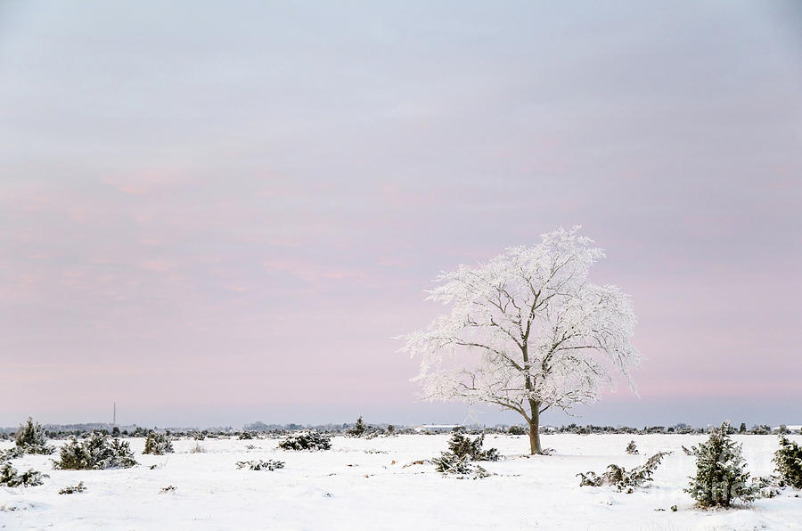 Lone Frosty Tree In A Winter Landscape Photograph