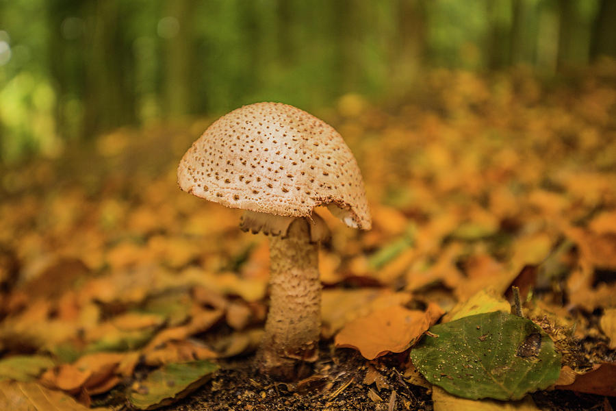 Lone fungus Photograph by Ed James