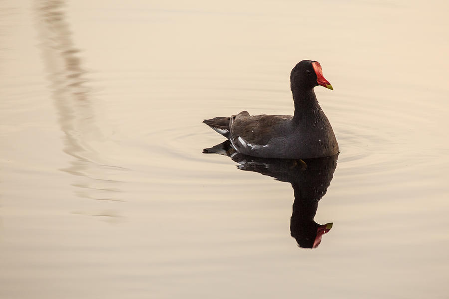 Lone Gallinule Photograph by Brent L Ander