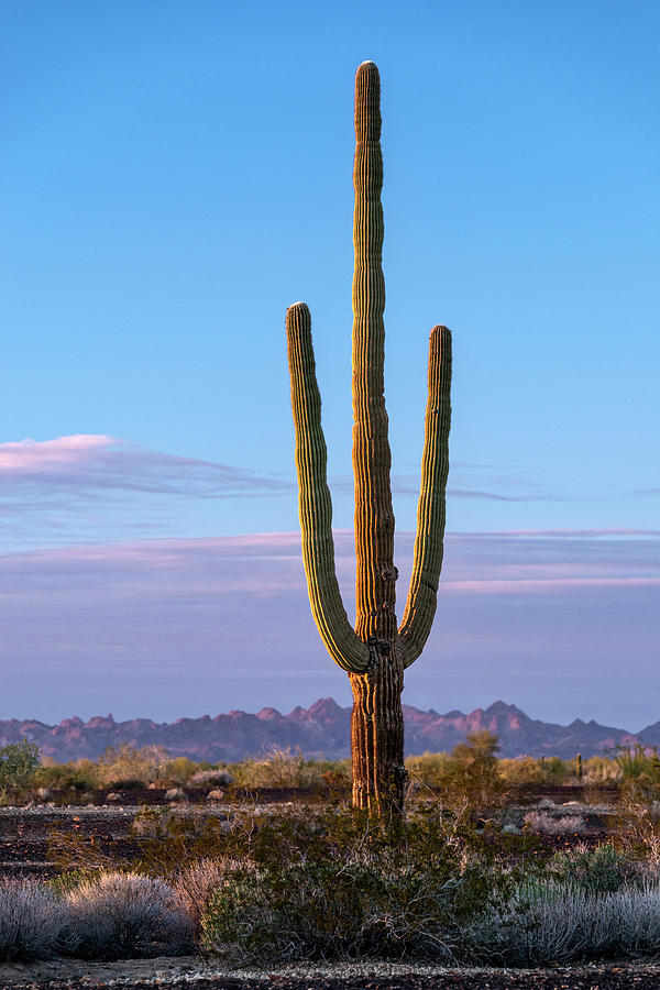 Lone Giant Saguaro-Vertical Photograph by Dale Balmer - Pixels