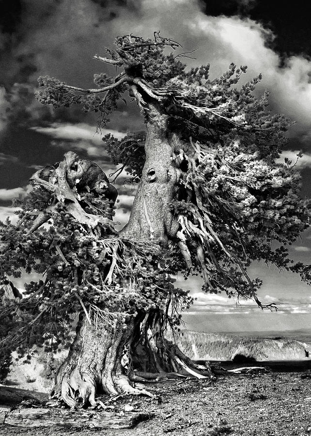 Lone gnarled old Bristlecone Pines at Crater Lake - Oregon Photograph by Alexandra Till
