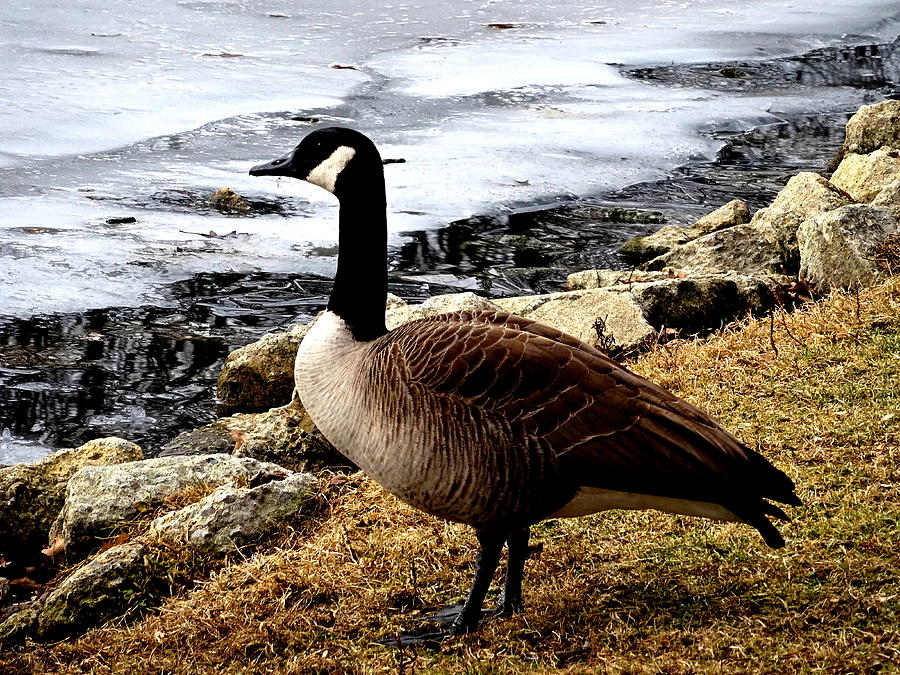 Lone Goose Photograph By Amanda Balough - Fine Art America