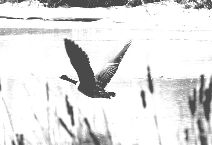 Lone Goose Photograph