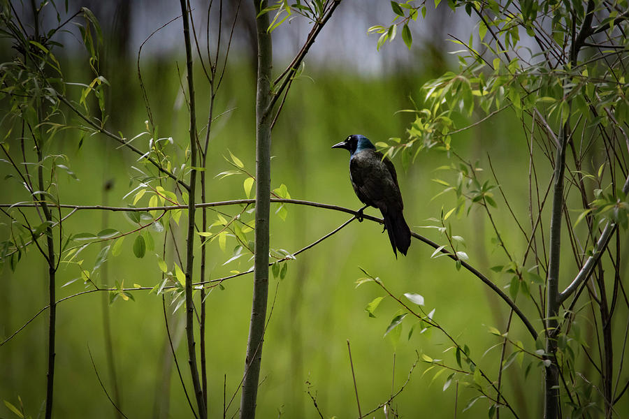 Lone Grackle Photograph by Ray Congrove
