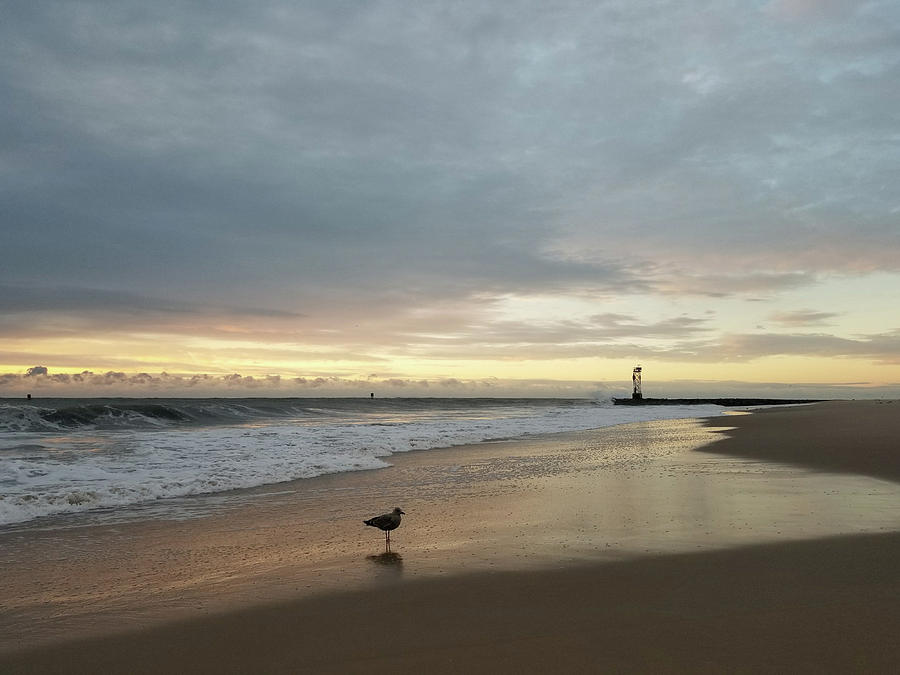 Seagull Photograph - Lone Gull At Dawn by Robert Banach