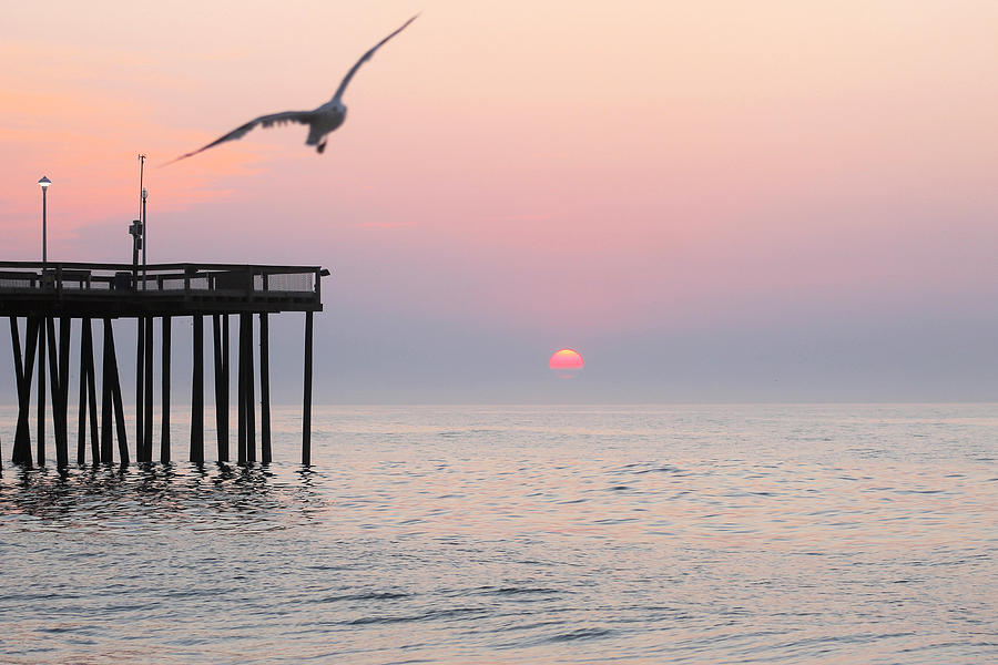 Seagull Photograph - Lone Gull At Sunrise by Robert Banach