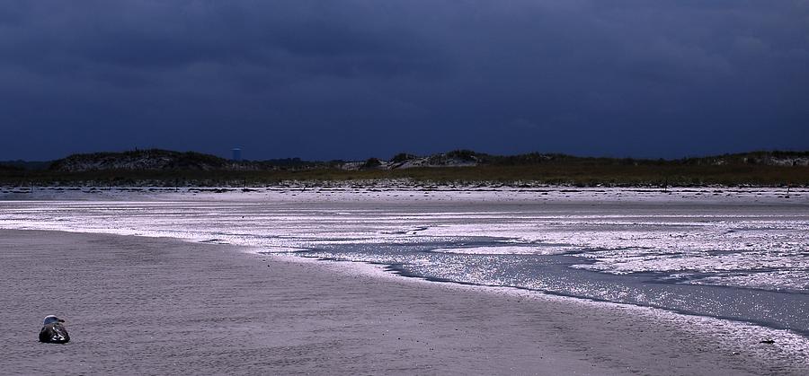 Lone Gull Awaits Storm Photograph by Bill Driscoll