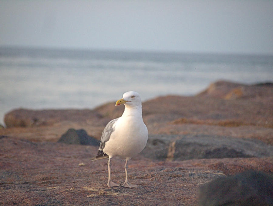 Lone Gull Photograph by  Newwwman
