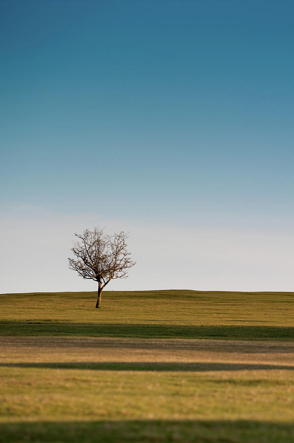 Lone Hawthorn Tree i Photograph by Helen Jackson