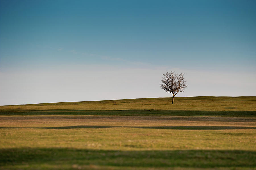 Lone Hawthorn Tree ii Photograph by Helen Jackson