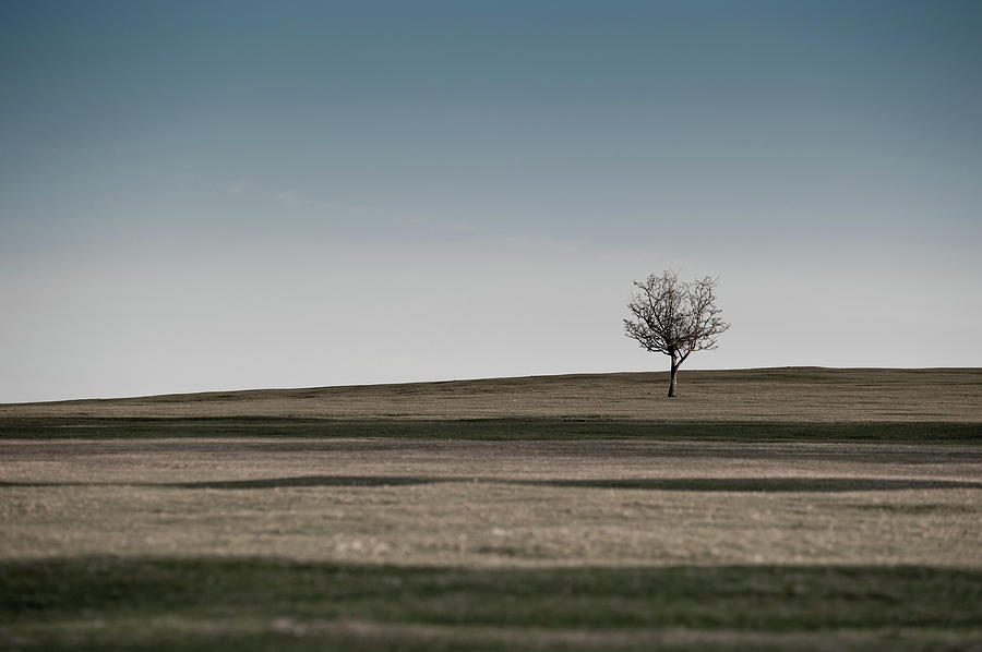 Lone Hawthorn Tree iii Photograph by Helen Jackson