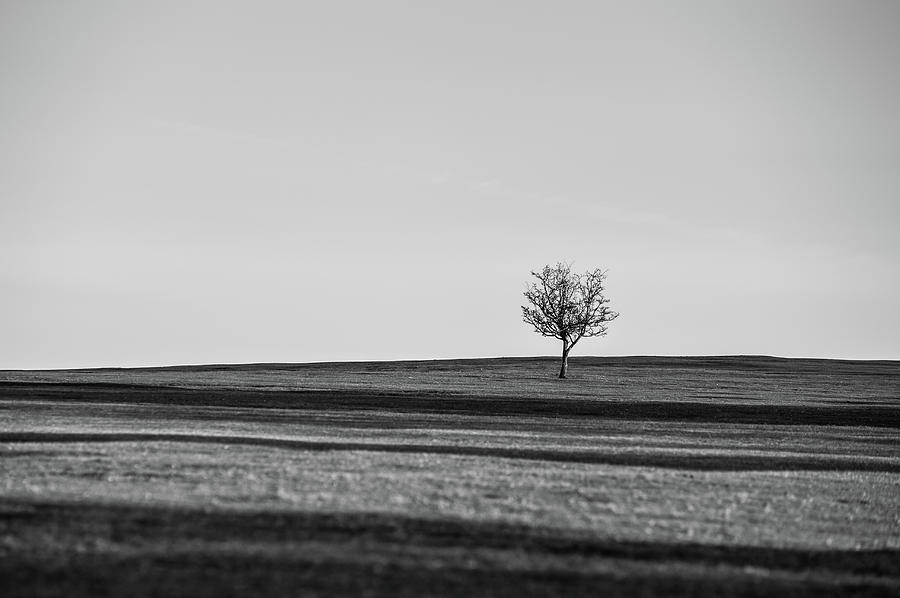 Lone Hawthorn Tree iv Photograph by Helen Jackson