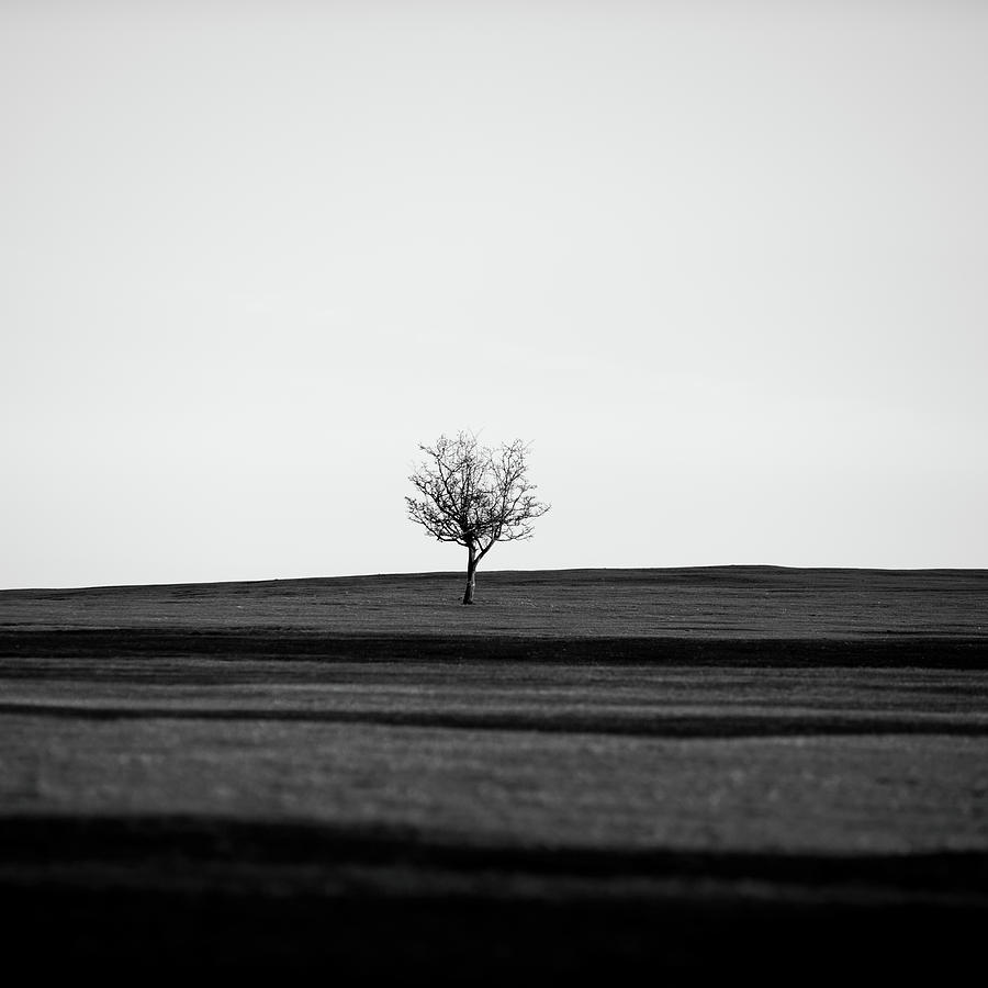 Lone Hawthorn Tree v Photograph by Helen Jackson
