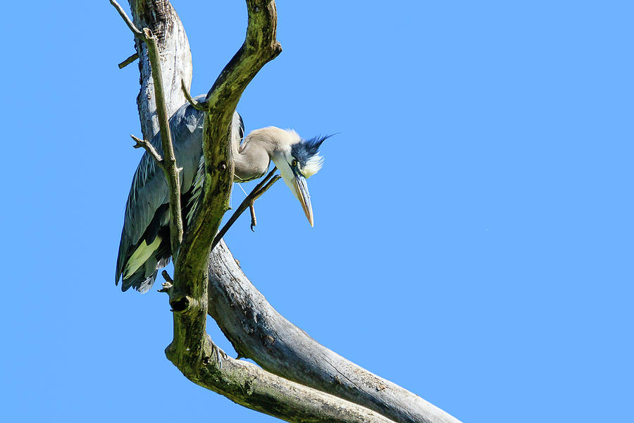 Lone Heron in a Tree Photograph by Joni Eskridge