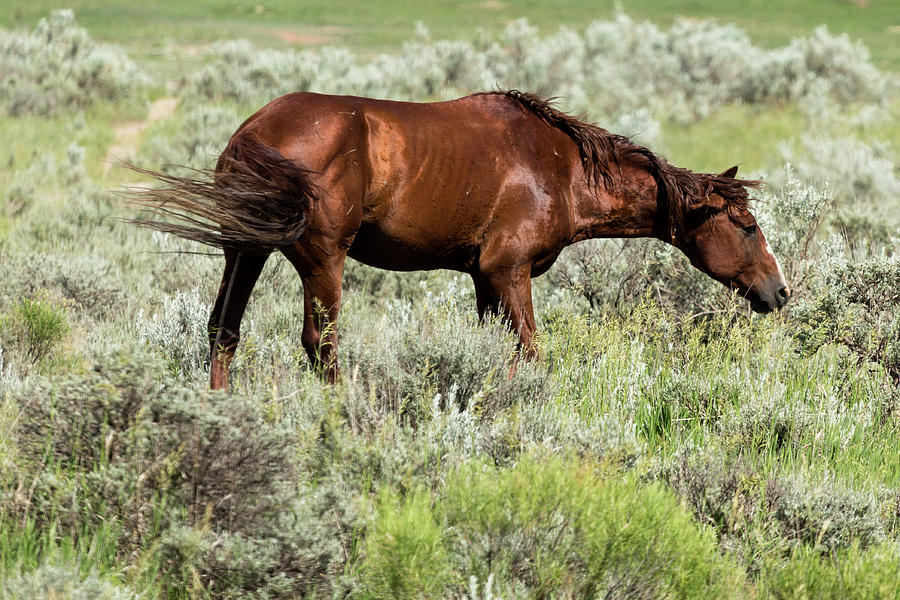 Lone Horse Feeding Photograph by John Daly | Fine Art America