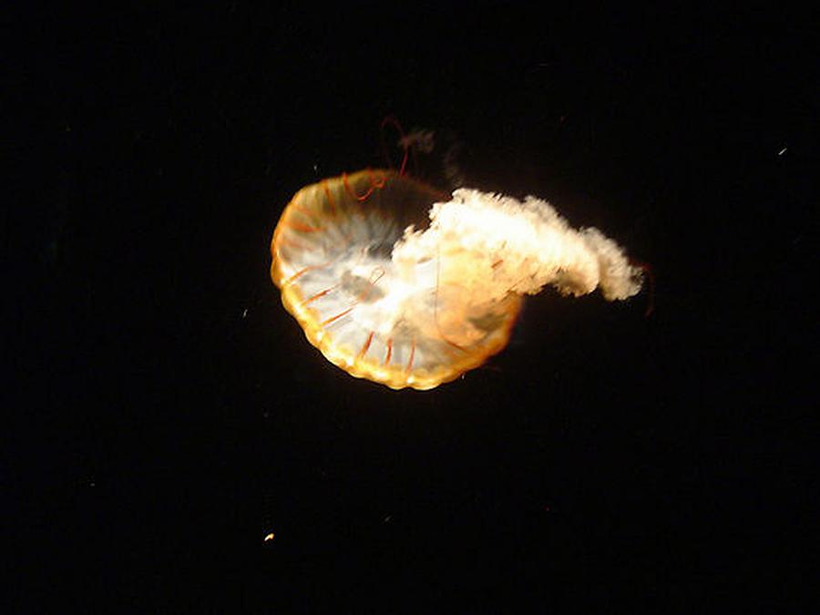 Jellyfish Photograph - Lone Jellyfish by Paula Ferguson