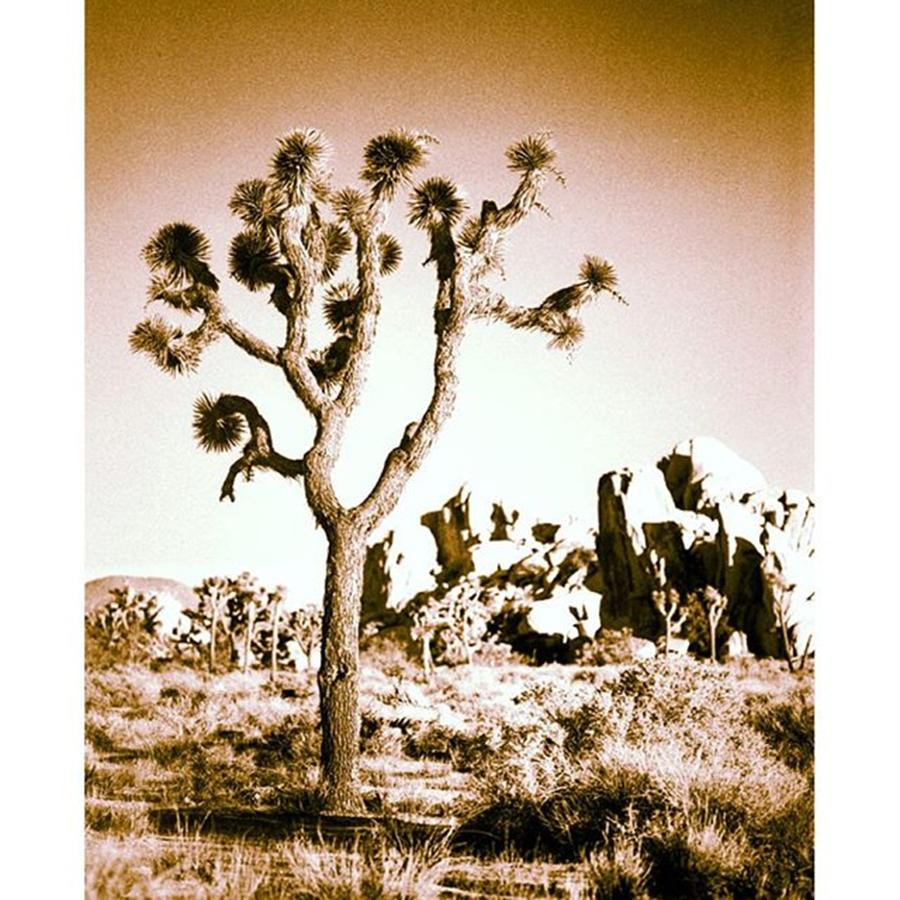 Blackandwhite Photograph - Lone Joshua Tree. #joshuatree #cali by Alex Snay