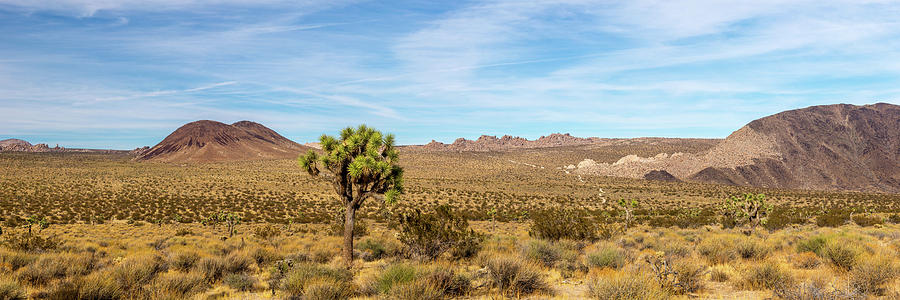 Lone Joshua Tree - Pleasant Valley Photograph by Peter Tellone