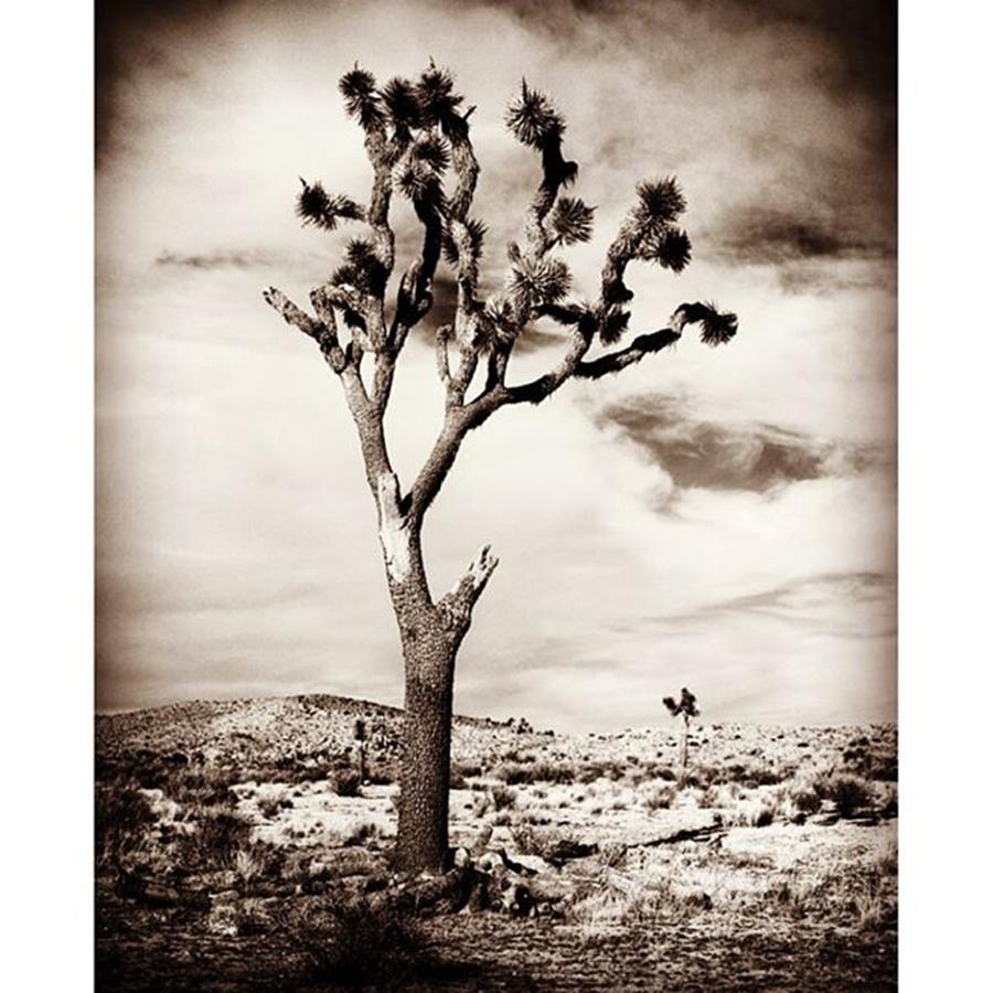 Blackandwhite Photograph - Lone #joshuatree  One Of The Last by Alex Snay