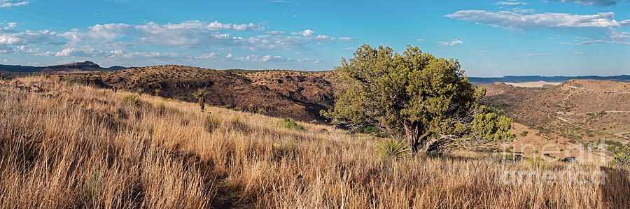 Lone Juniper and Yucca High in Davis Mountains State Park - Overlooking Limpia Canyon - Fort Davis  Photograph by Silvio Ligutti