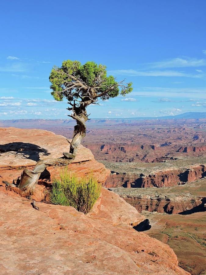 Lone Juniper Photograph by Connor Beekman