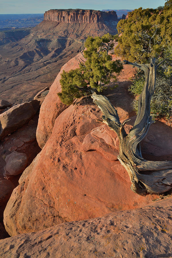 Lone Juniper on the Edge at Grand View Point in Canyonlands NP Photograph by Ray Mathis