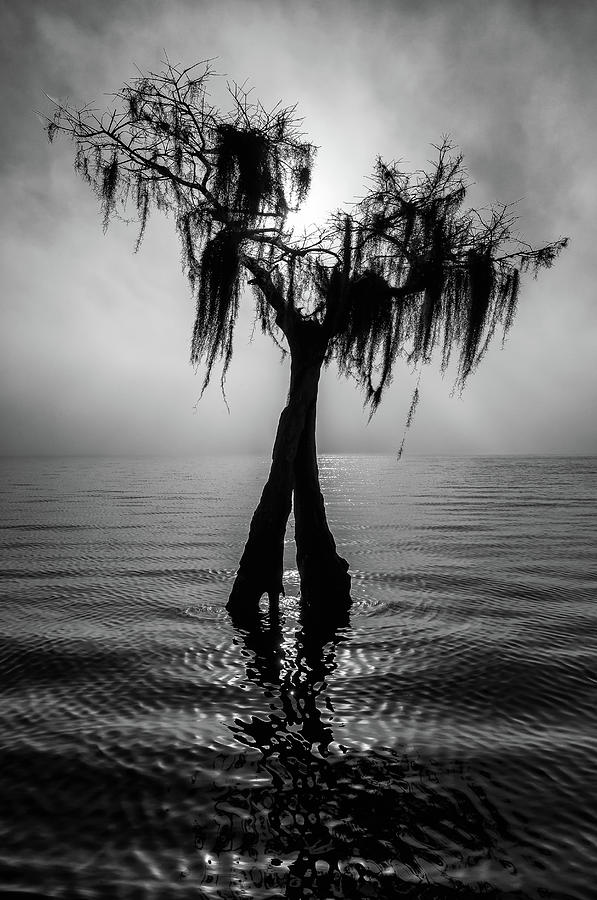 Lone Lake Tree Photograph by Stefan Mazzola