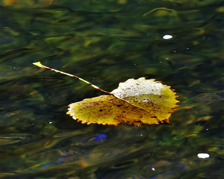 Lone Leaf Photograph by Dwight Eddington - Fine Art America