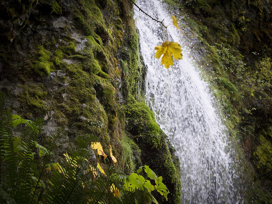 Lone Leaf near Waterfall Photograph by Jean Noren