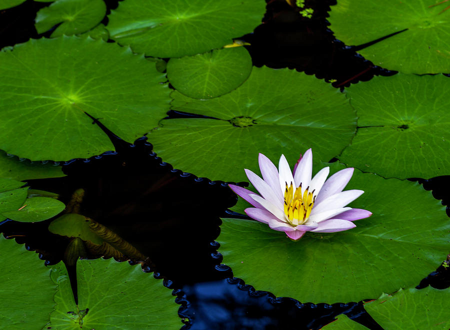 Lone Lily Photograph by Ken Frischkorn