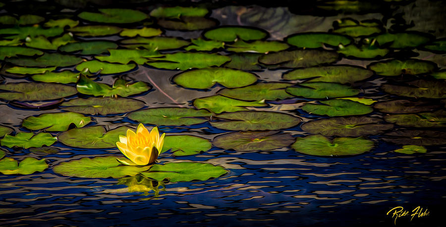 Lone Lily Photograph by Rikk Flohr