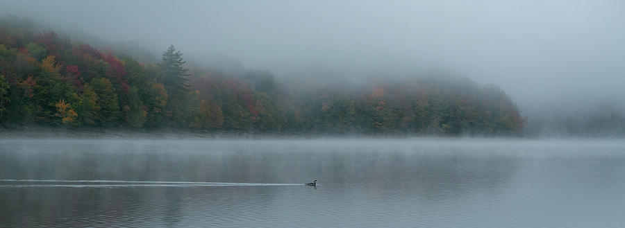 Lone loon in Vermont Photograph by Steven Upton
