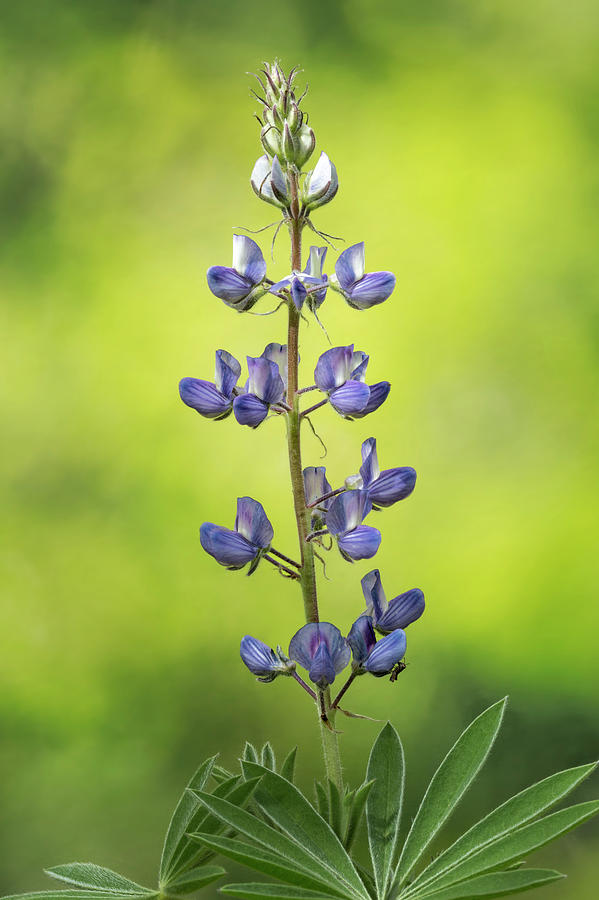Lone Lupine Photograph by Denise Bush