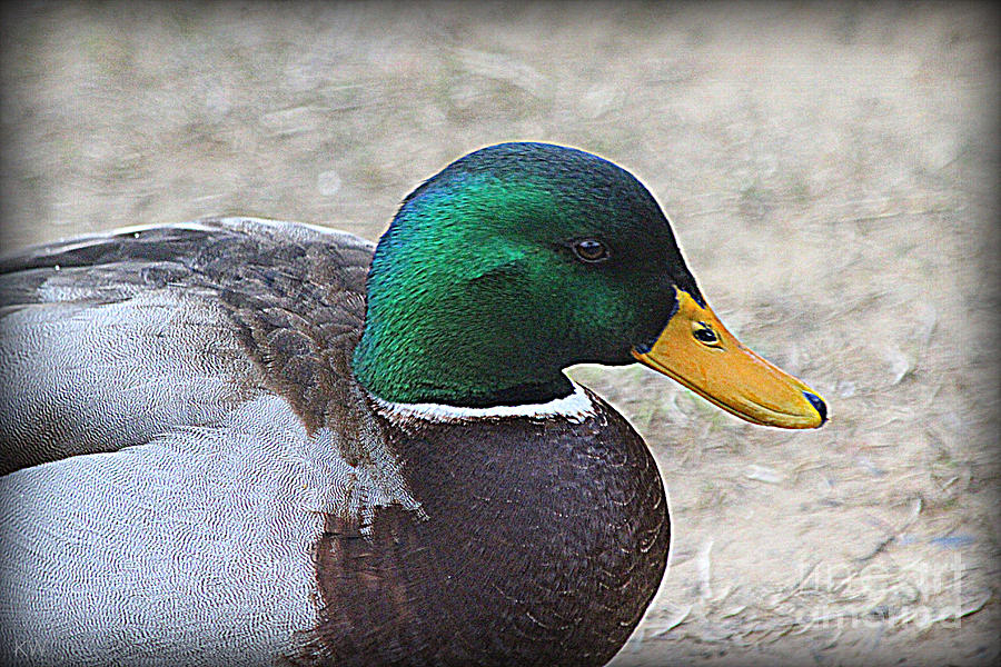 Lone Mallard Duck Photograph by Kathy White