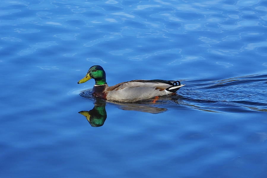 Duck Photograph - Lone Mallard by Francie Davis
