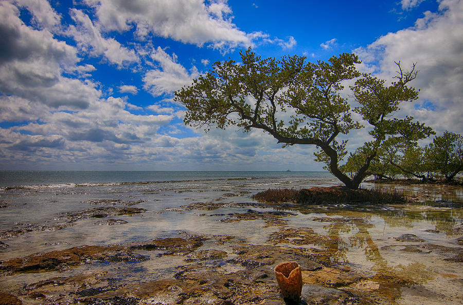 Lone Mangrove Photograph by Scott Bert - Fine Art America