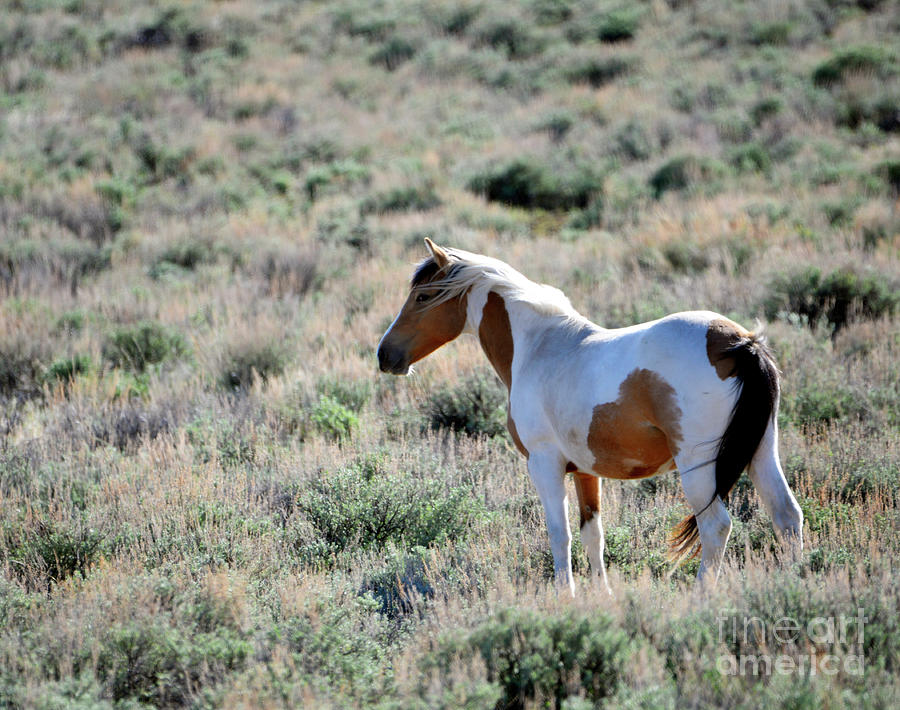 Lone Mare in the Sage Photograph by Denise Bruchman