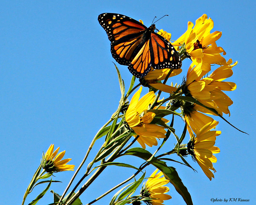 Lone Monarch Photograph by Kathy M Krause
