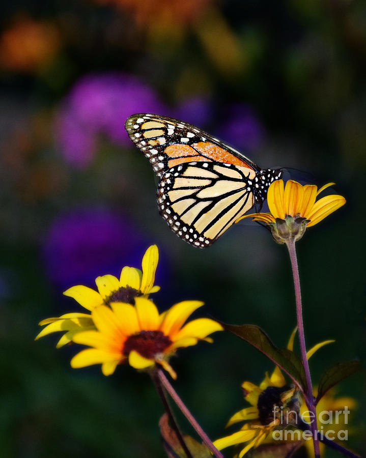 Lone Monarch Photograph by Kathy M Krause